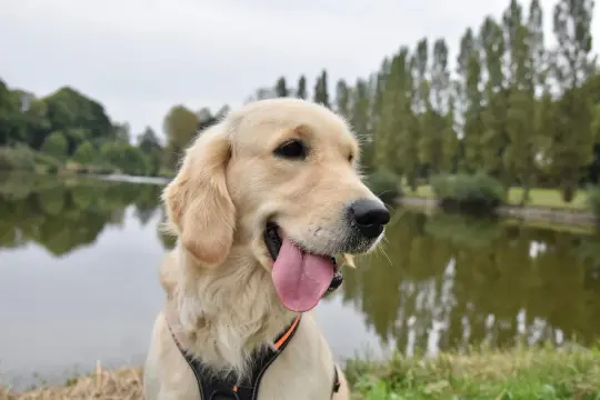 Uśmiechnięty golden retriever z językiem na wierzchu, jak wygląda ten pies, siedzi nad jeziorem w parku.