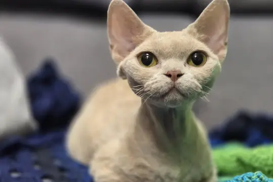 Uroczy kot rasy devon rex o dużych oczach, siedzący na kolorowych kocach. Ciekawe, ile żyje taki niezwykły kotek.