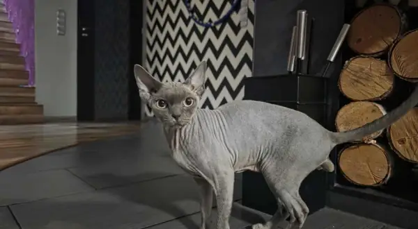 Reproduktor Devon Rex: Cechy, ceny i dostępność w Polsce
