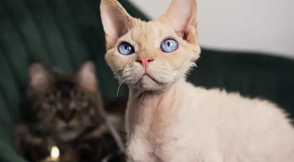 Devon rex point - unikalne cechy i pielęgnacja tej rasy kotów