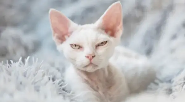 Biały Devon Rex: Cechy, pielęgnacja i jak znaleźć idealnego kota