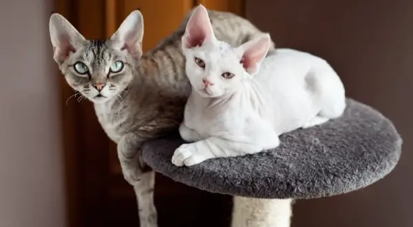 Długość życia Devon Rex: Ile lat może żyć Twój kot?
