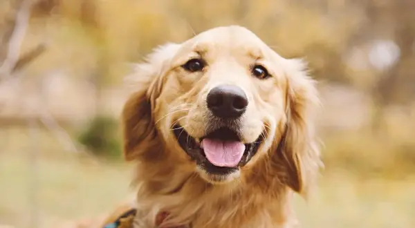 Dla kogo golden retriever? Idealny pies dla aktywnych rodzin i singli