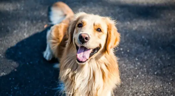 Ile kosztuje pies golden retriever? Ceny, które zaskoczą każdego