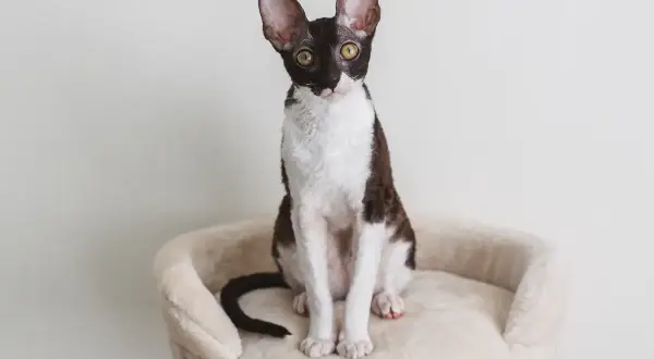Cornish Devon Rex - różnice, cechy i opieka nad tymi rasami kotów