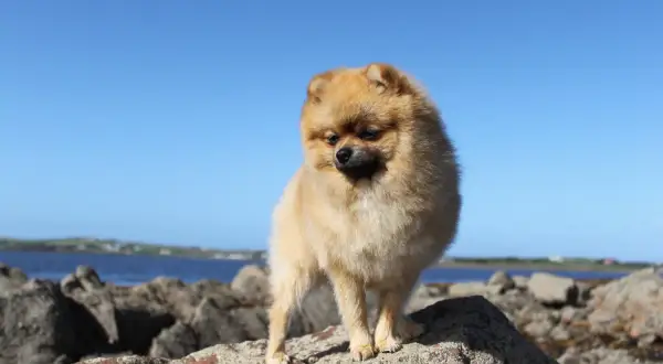 Pomeranian na kamieniach nad morzem, na tle błękitnego nieba.