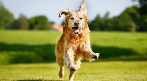 Czym się różni golden retriever od labradora? Kluczowe różnice i porady