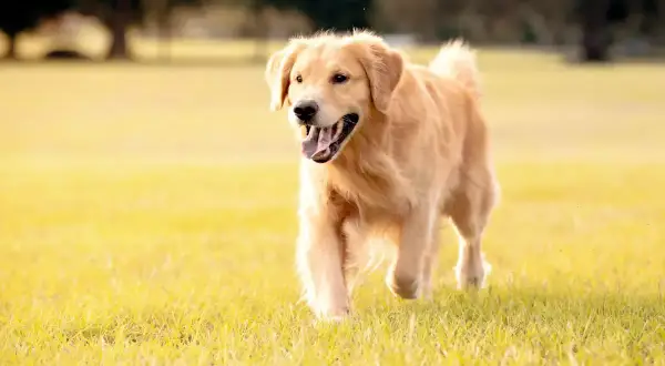 Ile karmy dla szczeniaka golden retriever? Odpowiednie dawkowanie dla zdrowia