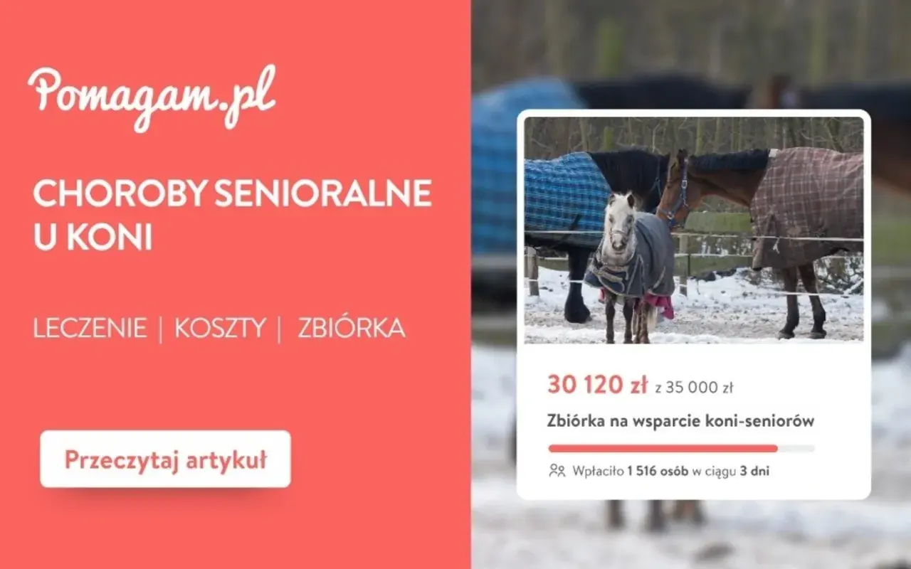 Choroby senioralne u koni. Dowiedz się, jak długo żyją konie i jak im pomóc. Zbiórka na wsparcie starszych koni.