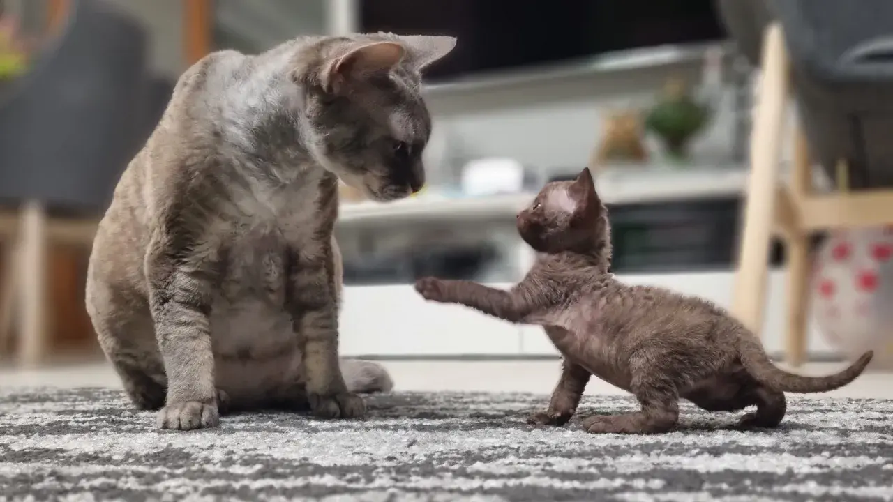 Hodowla Devon Rex w Warszawie - sprawdzone miejsca i ceny kociąt