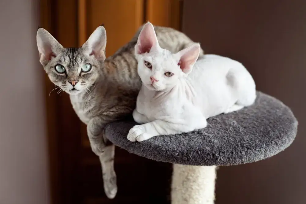 Zdjęcie Umaszczenie Devon Rex: Kolory i wzory, które zachwycają miłośników