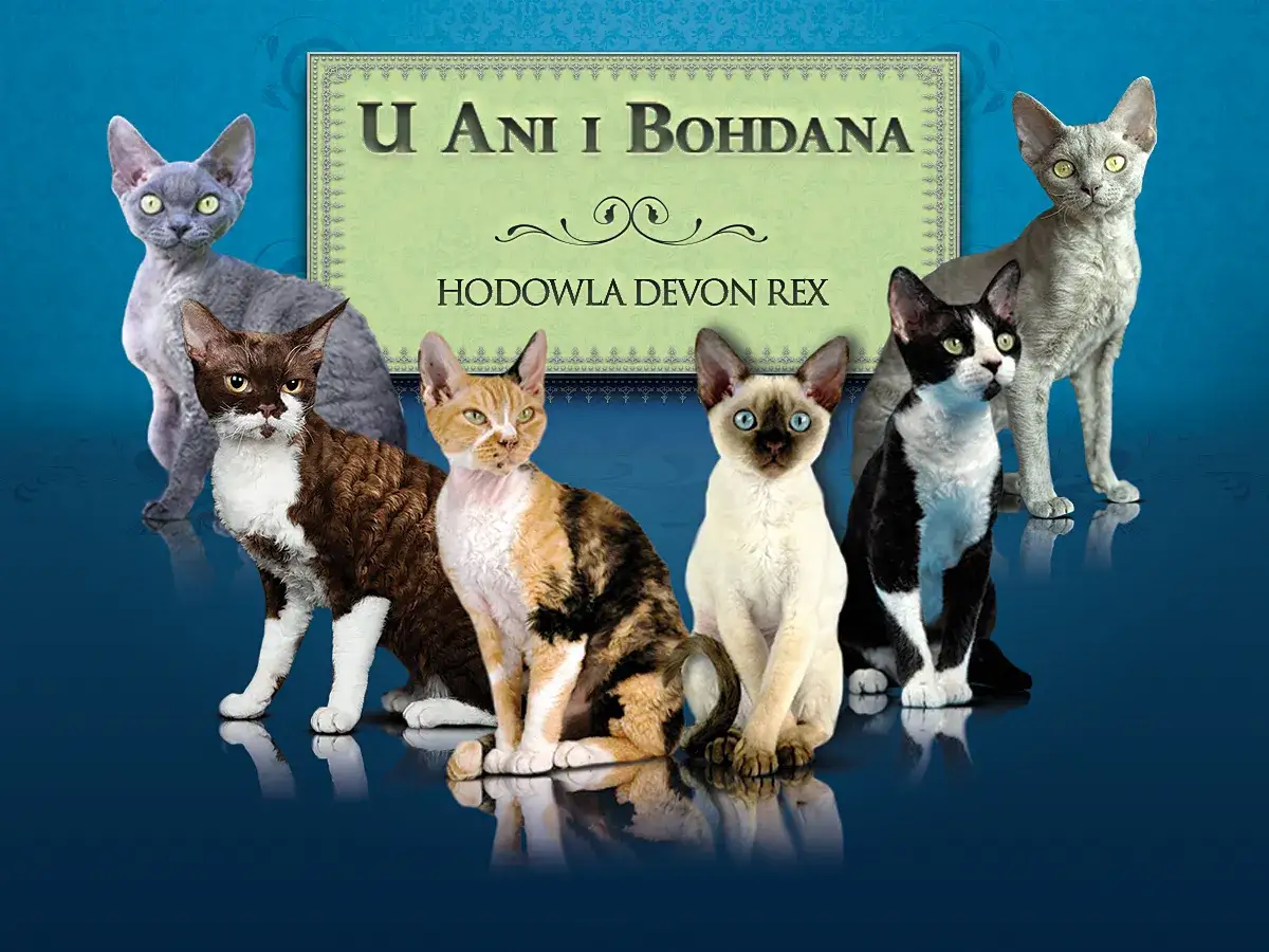 Zdjęcie Hodowla Devon Rex w Warszawie - sprawdzone miejsca i ceny kociąt