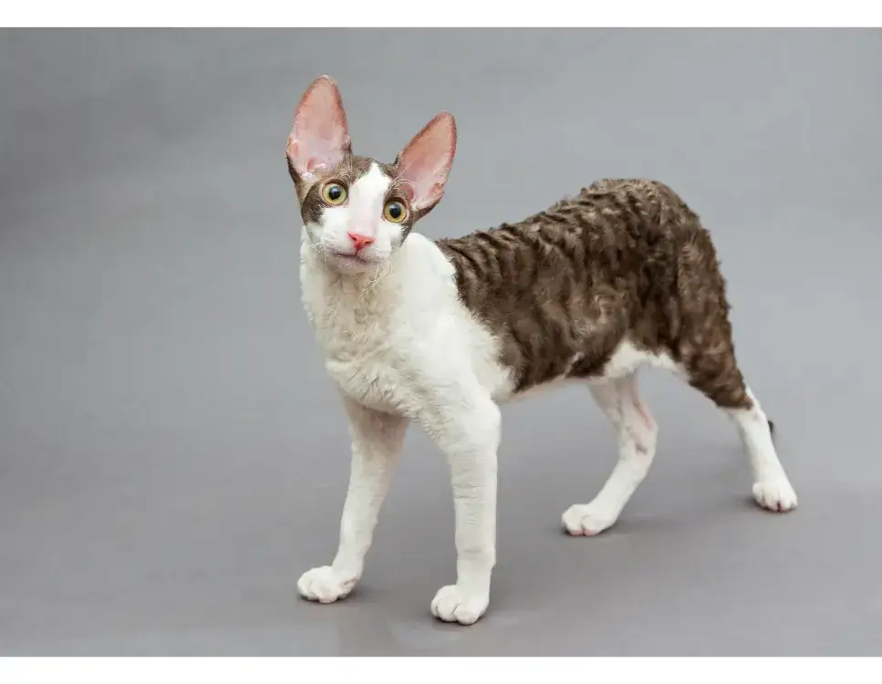 Zdjęcie Devon Cornish Rex - Kluczowe różnice i cechy obu ras kotów