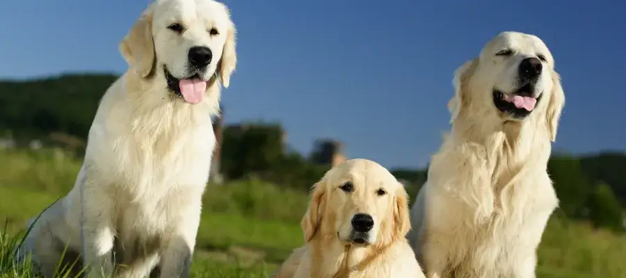 Zdjęcie Ile je golden retriever? Odkryj idealne porcje dla psa