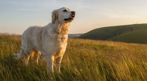 Czy golden retriever jest agresywny? Odkryj prawdę o tej rasie