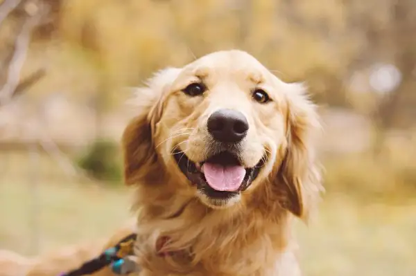 Dla kogo golden retriever? Idealny pies dla aktywnych rodzin i singli