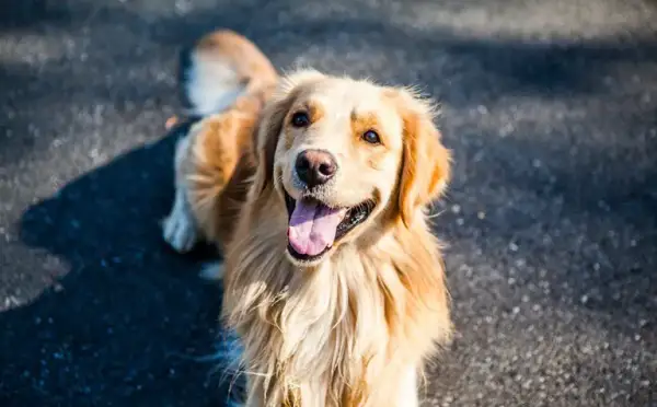 Ile kosztuje pies golden retriever? Ceny, które zaskoczą każdego