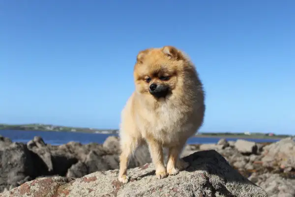 Pomeranian na kamieniach nad morzem, na tle błękitnego nieba.