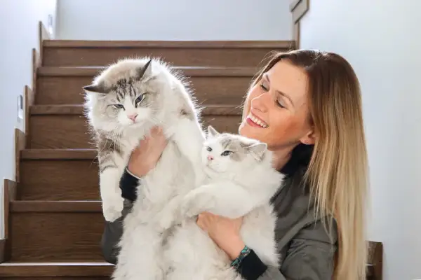 Ragdoll kotka czy kocur – które lepiej pasują do Twojego stylu życia?