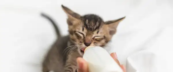 Czym karmić kotkę po porodzie, aby zapewnić jej zdrowie i mleko?