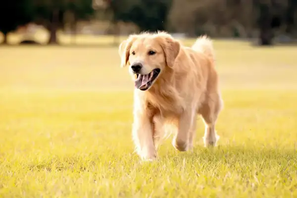 Ile karmy dla szczeniaka golden retriever? Odpowiednie dawkowanie dla zdrowia