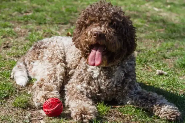 Lagotto Romagnolo: Sierść czy włos? Odkryj kluczowe różnice