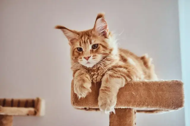 Ruda kotka Maine Coon leży na drapaku. Zastanawiasz się, ile trwają ruje u kotki?