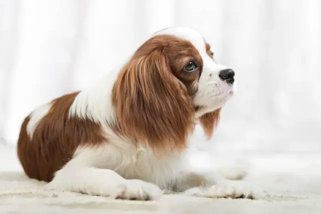 Uroczy Cavalier King Charles Spaniel, idealny pies dla dzieci, leży na jasnym tle.
