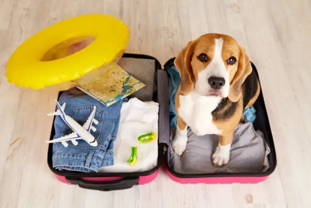 Beagle w walizce z ubraniami i zabawkami. Zastanawiasz się, ile kosztuje paszport dla psa na wakacje?