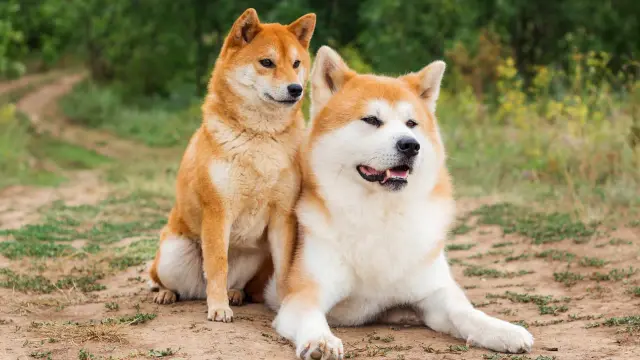 Dwa psy rasy Akita Inu siedzą na ziemi. Czy akita jest groźna? Te psy wyglądają na spokojne i przyjazne.