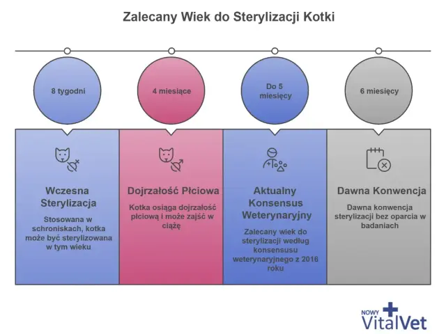Kiedy sterylizować kotkę? Wczesna sterylizacja (8 tyg.), dojrzałość płciowa (4 mies.), aktualny konsensus weterynaryjny (do 5 mies.) i dawna konwencja (6 mies.).