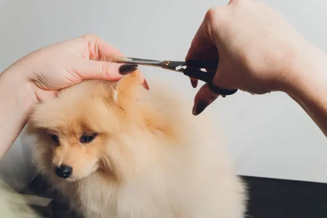 Pielęgnacja puszystego pomeraniana, kiedy zmienia sierść. Delikatne cięcie uszka nożyczkami.