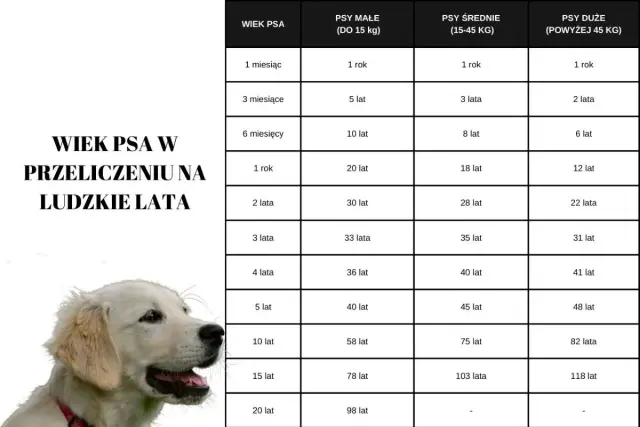 Tabela porównująca wiek psa w ludzkich latach, zależnie od jego wielkości. Golden retrievery, jako psy duże, żyją średnio 10-12 lat.