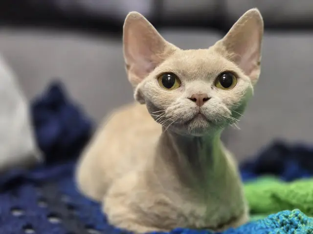 Uroczy kot rasy devon rex o dużych oczach, siedzący na kolorowych kocach. Ciekawe, ile żyje taki niezwykły kotek.